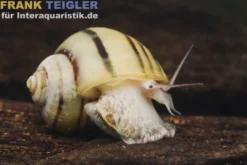 Zebra-Apfelschnecke, Asolene spixi