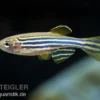 Zebrabärbling, Brachydanio rerio