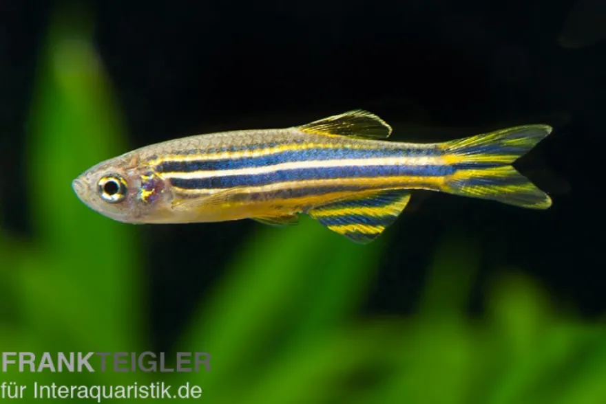 Zebrabärbling, Brachydanio rerio