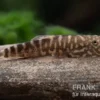 Zebra-Flossensauger, Gastromyzon zebrinus