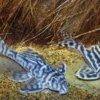 Zebra-Harnischwels, Hypancistrus spec. L173, 4-5 cm