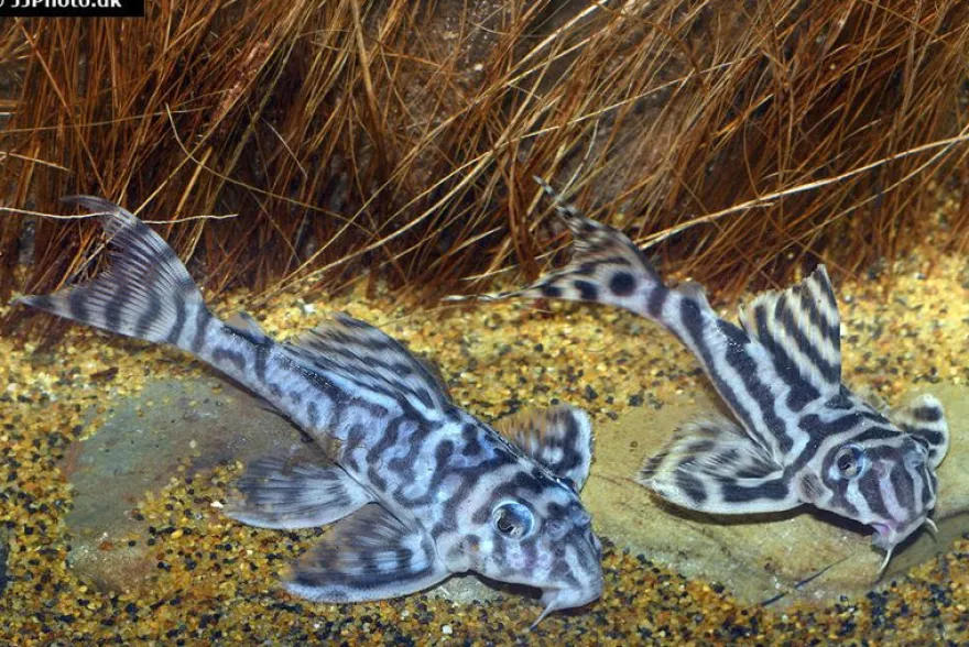 Zebra-Harnischwels, Hypancistrus spec. L173, 4-5 cm