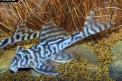 Zebra-Harnischwels, Hypancistrus spec. L173, 4-5 cm
