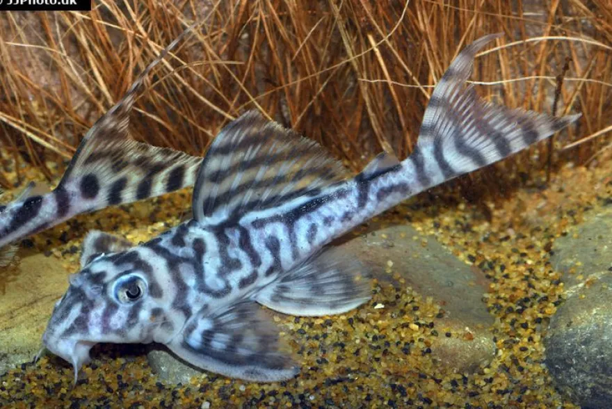 Zebra-Harnischwels, Hypancistrus spec. L173, 4-5 cm