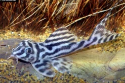 Zebra-Harnischwels, Hypancistrus spec. L173, 4-5 cm