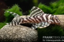 Zebra-Harnischwels, Hypancistrus spec. L173b