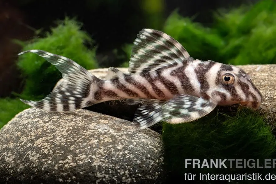 Zebra-Harnischwels, Hypancistrus spec. L173b "NEW ZEBRA", 4-5 cm