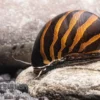 Zebra-Rennschnecke "Big Line", Neritina turrita