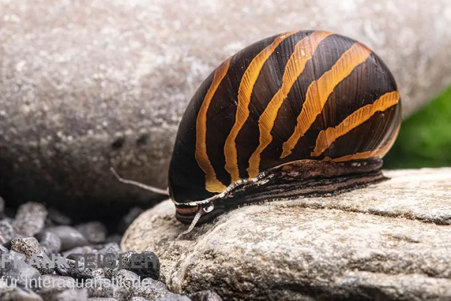 Zebra-Rennschnecke "Big Line", Neritina turrita