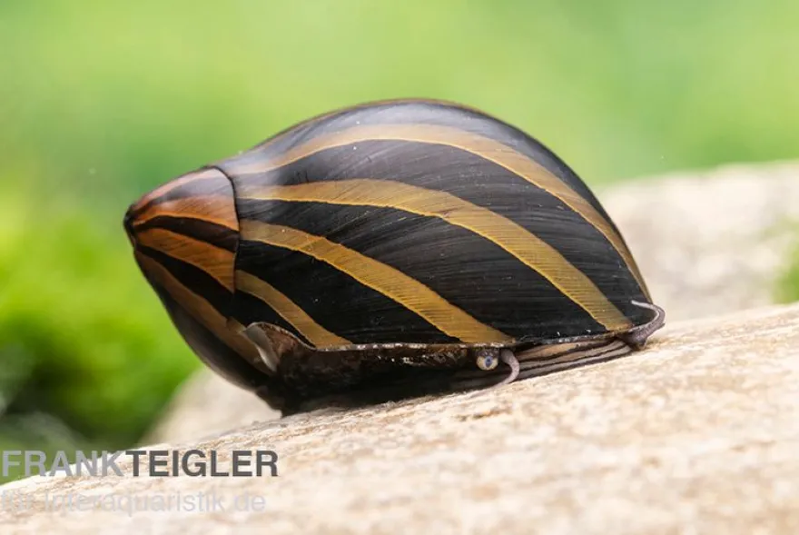 Zebra-Rennschnecke "Big Line", Neritina turrita