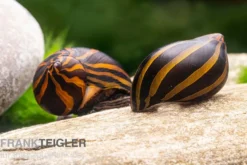 Zebra-Rennschnecke
