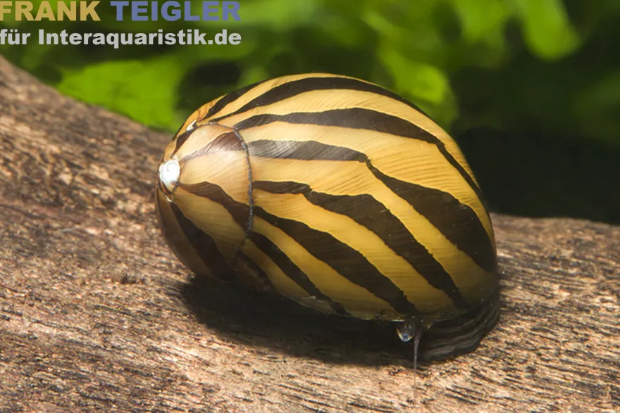 Zebra-Rennschnecke, Neritina natalensis