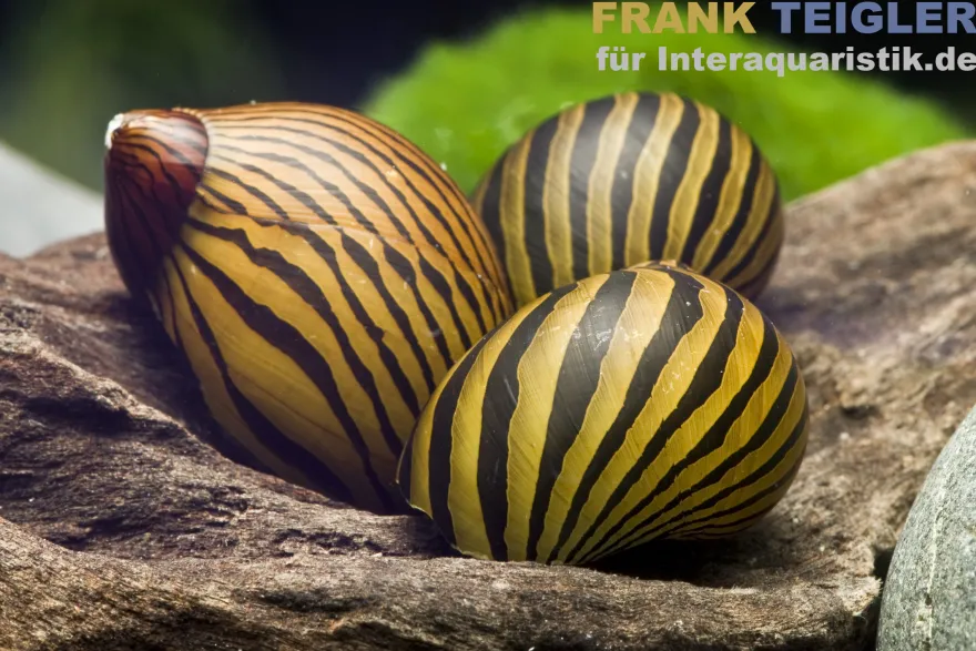 Zebra-Rennschnecke, Neritina natalensis