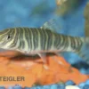 Zebraschmerle, Botia striata