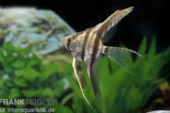 Zebra-Skalar, Pterophyllum scalare