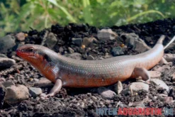 Zebraskink, Trachylepis dichroma