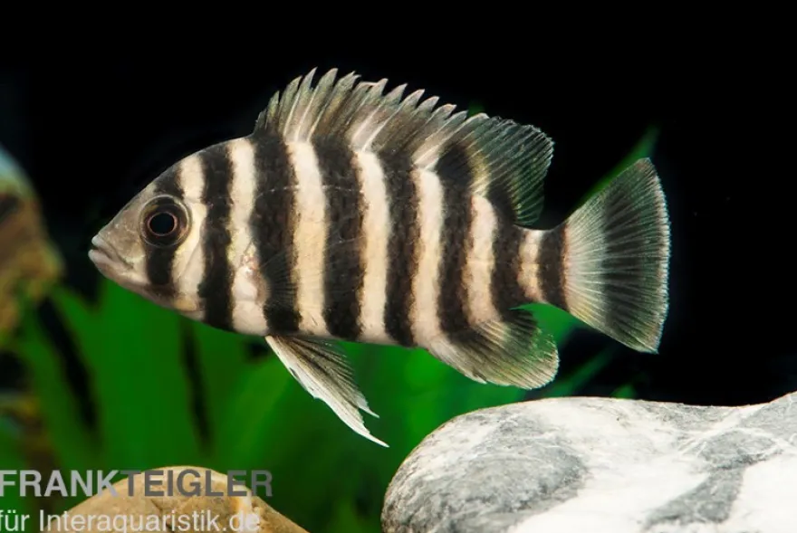 Zebratilapia, Tilapia buttikoferi
