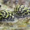 Zebra Turboschnecke, Cittarium pica