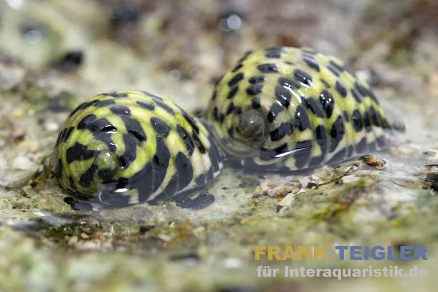 Zebra Turboschnecke, Cittarium pica