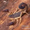 Zentralamerikanischer Bark-Skorpion, Centruroides margaritatus