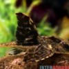 Zügelstrich-Hexenwels, Loricaria sp. Rio Atabapo