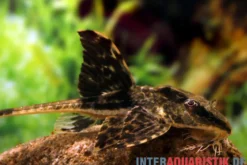 Zügelstrich-Hexenwels, Loricaria sp. Rio Atabapo