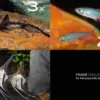 Zierfisch-Sortiment Amazonas für 120 cm