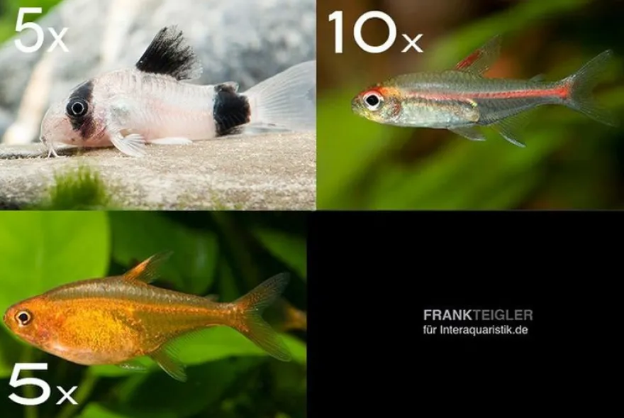 Zierfisch-Sortiment Amazonas für 60 cm