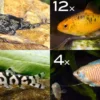 Zierfisch-Sortiment Asien für 120 cm