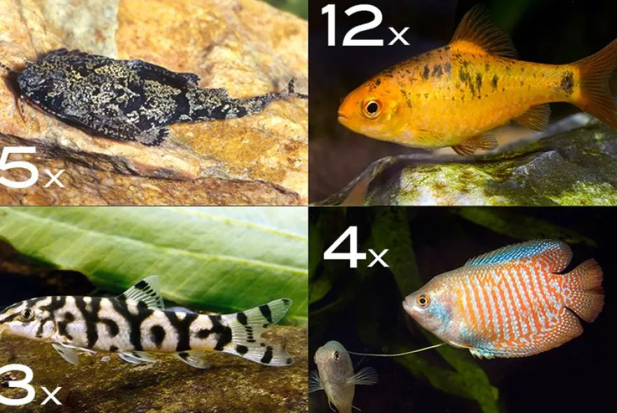 Zierfisch-Sortiment Asien für 120 cm
