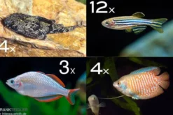 Zierfisch-Sortiment Asien für 100 cm