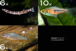 Zierfisch-Sortiment Asien für 80 cm