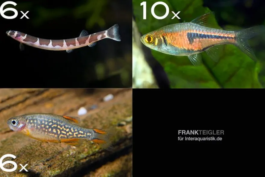 Zierfisch-Sortiment Asien für 80 cm