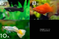 Zierfisch-Sortiment Deutschland für Becken ab 100 cm