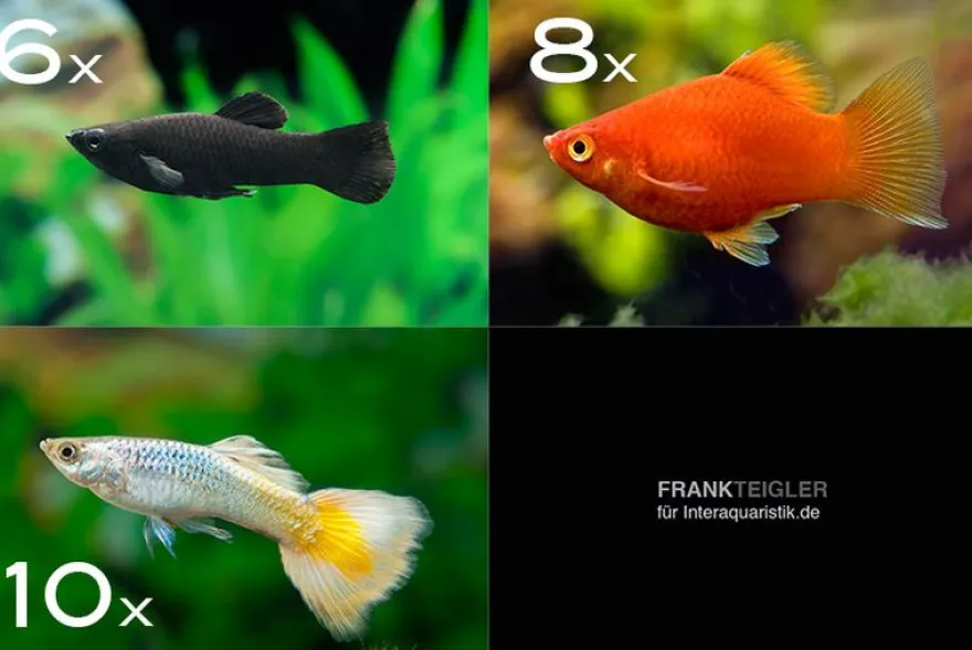 Zierfisch-Sortiment Deutschland für Becken ab 100 cm