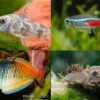 Zierfisch-Sortiment Einsteiger für 120 cm