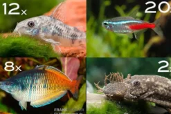 Zierfisch-Sortiment Einsteiger für 120 cm
