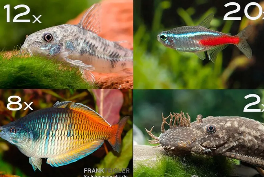 Zierfisch-Sortiment Einsteiger für 120 cm