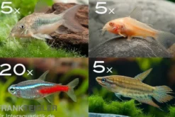 Zierfisch-Sortiment Einsteiger für 100 cm