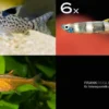 Zierfisch-Sortiment Einsteiger für 60 cm