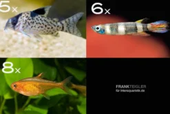 Zierfisch-Sortiment Einsteiger für 60 cm