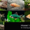Zierfisch-Sortiment Hartwasser für 120 cm