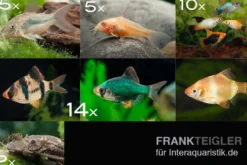 Zierfisch-Sortiment Hartwasser für 120 cm