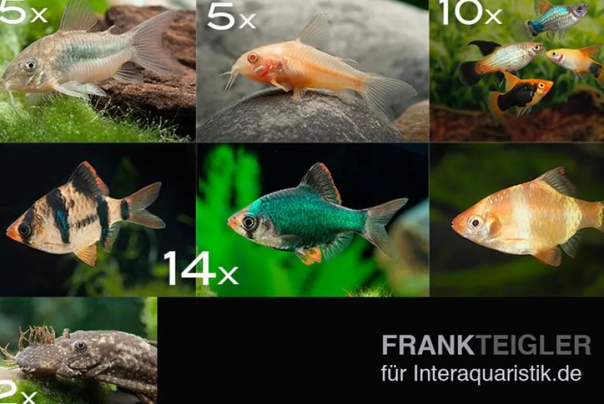 Zierfisch-Sortiment Hartwasser für 120 cm