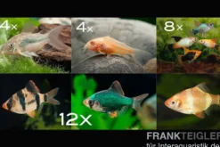 Zierfisch-Sortiment Hartwasser für 100 cm