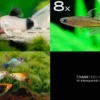 Zierfisch-Sortiment Hartwasser für 80 cm