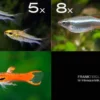 Zierfisch-Sortiment Hartwasser für 60 cm