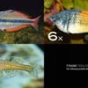 Zierfisch-Sortiment Regenbogenfische für 100 cm