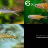 Zierfisch-Sortiment Regenbogenfische für 80 cm