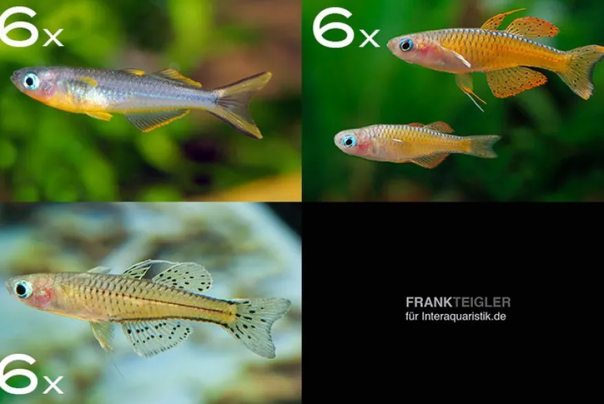 Zierfisch-Sortiment Regenbogenfische für 80 cm